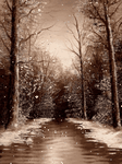 pic for Brown Winter